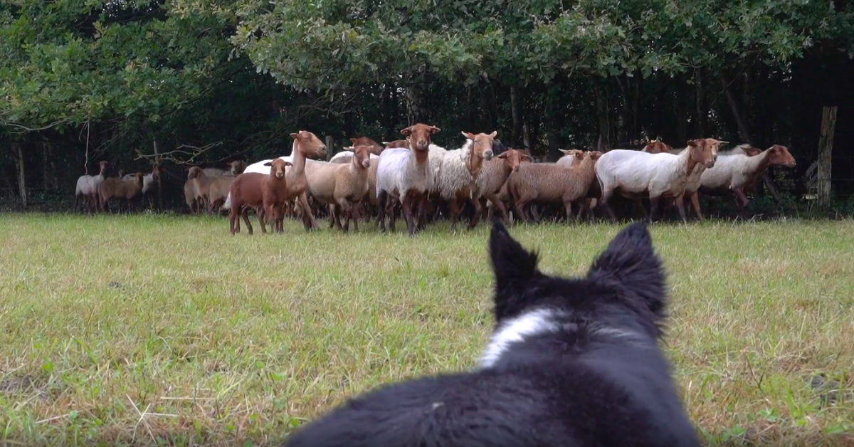 Ardense Voskopschapen bij Kurt Sannen